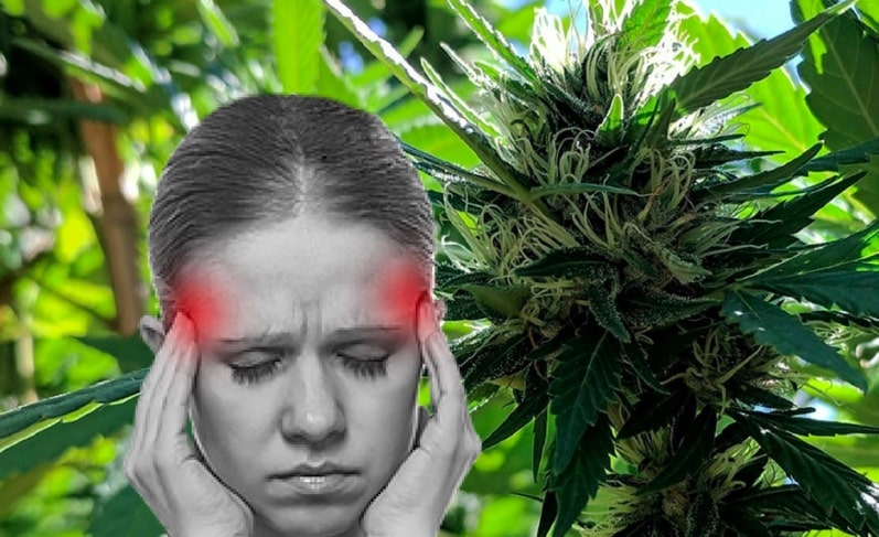 cannabis et migraine